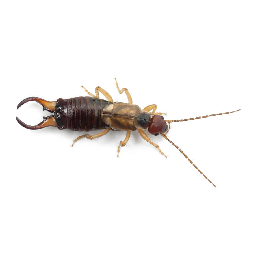 earwig-21.jpg