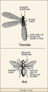 termitesvsants