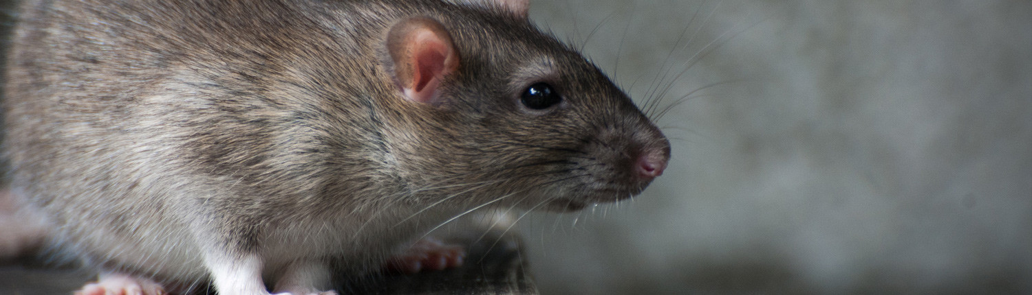 Rodent Prevention The Pest Control Authority Rodent Prevention The Pest Control Authority