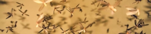 termite swarm winston salem