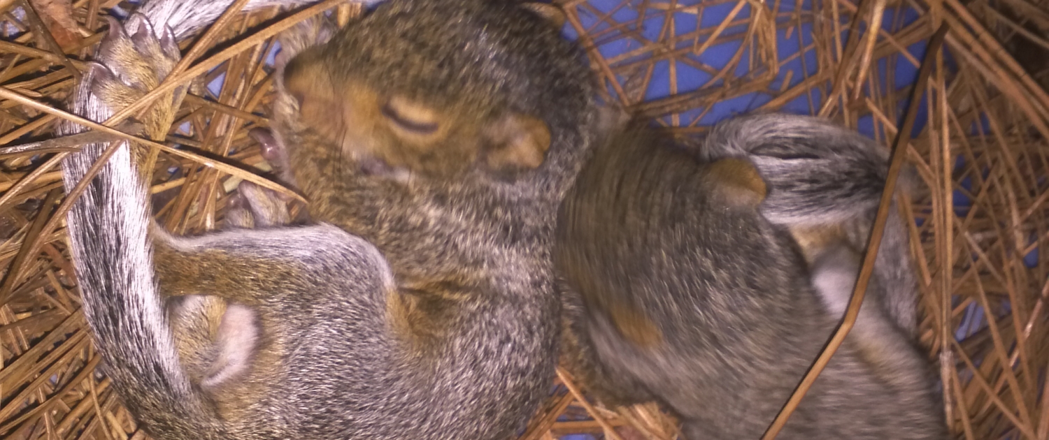 Cornelius Squirrel Removal