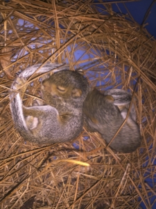 Cornelius Squirrel Removal